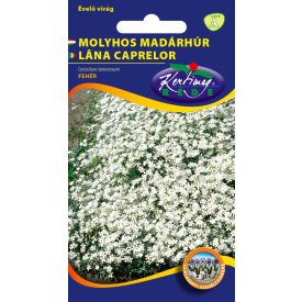 Molyhos madárhúr virágmag Cerastium tomentosum fehér