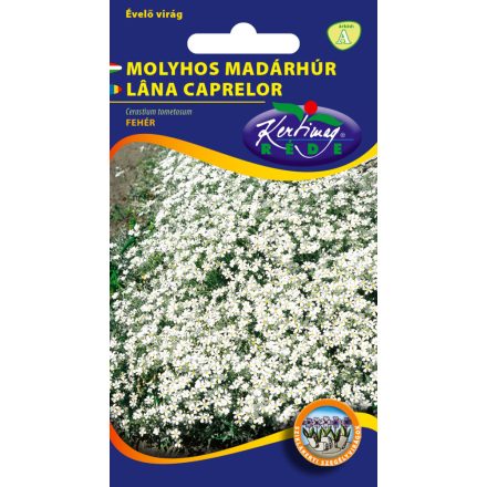 Molyhos madárhúr virágmag Cerastium tomentosum fehér