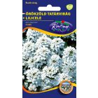 Örökzöld tatárvirág virágmag Iberis sempervirens