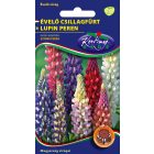 Évelő csillagfürt virágmag Lupinus polyphyllus színkeverék