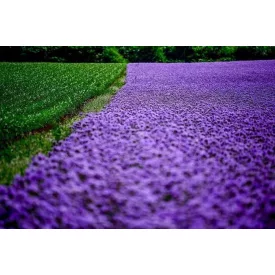 Facélia Mézontófű Phacelia vetőmag 700g