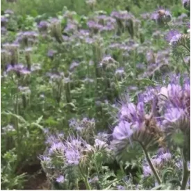 Mézontófű Phacelia vetőmag 5kg