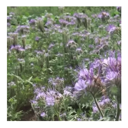 Mézontófű Phacelia vetőmag 5kg
