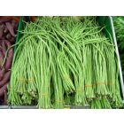 Zöld Méteres bab, Spárgabab Un Metro 30g