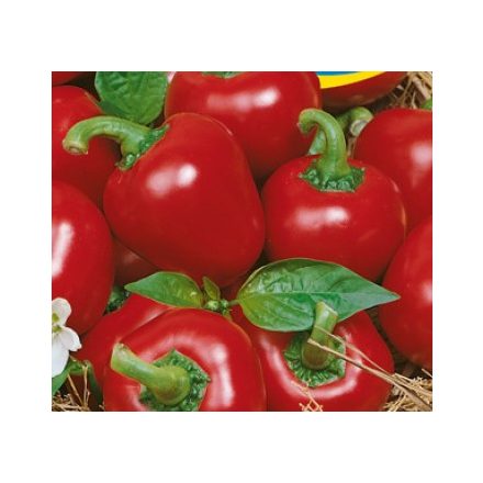 Cseresznyepaprika mag  óriás virágmag cseresznye 5g