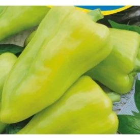 Étkezési paprika vetőmag Faludi 5g NAGY kiszerelés