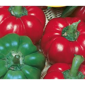 Étkezési paprika mag  Greygo  5g