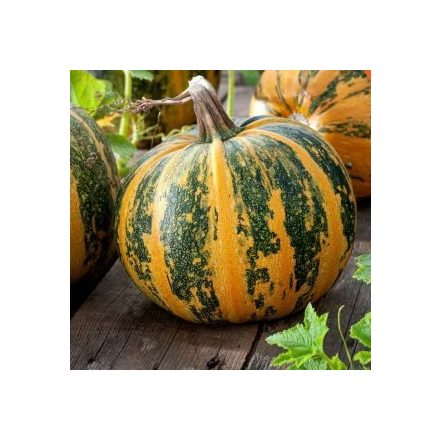 Olajtök mag  Olga 50g