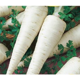 Petrezselyem mag  Hanácka 100g