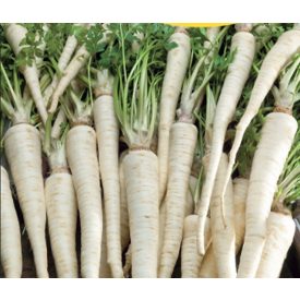 Petrezselyem mag  Olmützi  100g