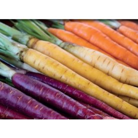 Sárgarépa mag  Rainbow színes 0,4g