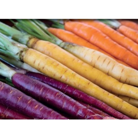 Sárgarépa mag  Rainbow színes 0,4g