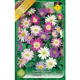 Szellőrózsa virághagyma, gumó, Anemone blanda