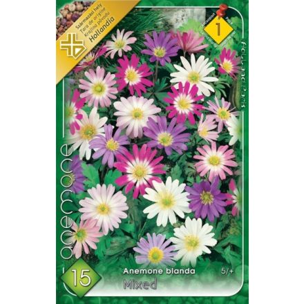 Szellőrózsa virághagyma, gumó, Anemone blanda