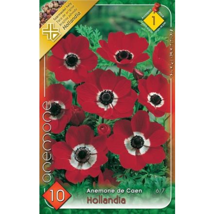 Szellőrózsa virághagyma, gumó, Anemone Hollandia