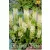 Hullámoslevelű Üstökliliom virághagyma, gumó, Eucomis autumnalis