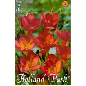 Frézia virághagyma, gumó, piros