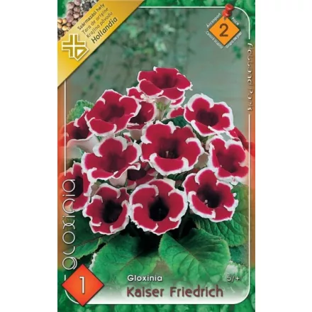 Gloxinia virághagyma, gumó, Kaiser Fried.' piros-fehér