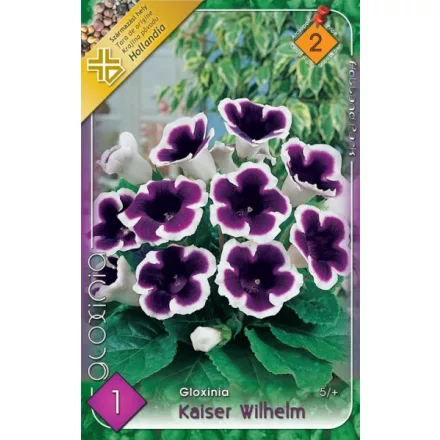 Gloxinia virághagyma, gumó, Kaiser Wilhelm kék-fehé