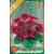 Gloxinia virághagyma, gumó, Etoile de Feu piros