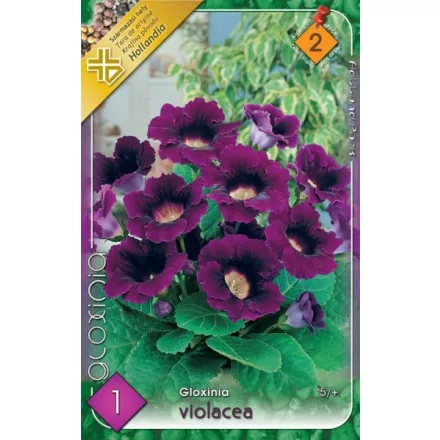 Gloxinia virághagyma, gumó, Violacea lila
