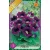 Gloxinia virághagyma, gumó, Violacea lila