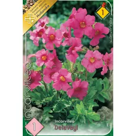   Tölcsérgyökér virághagyma, gumó, Incarvillea delavayi pink