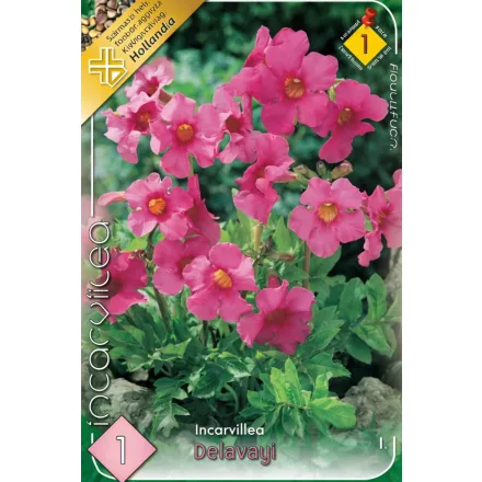 Tölcsérgyökér virághagyma, gumó, Incarvillea delavayi pink