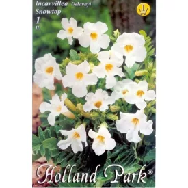   Tölcsérgyökér virághagyma, gumó, Incarvillea delavayi 'Snowtop'