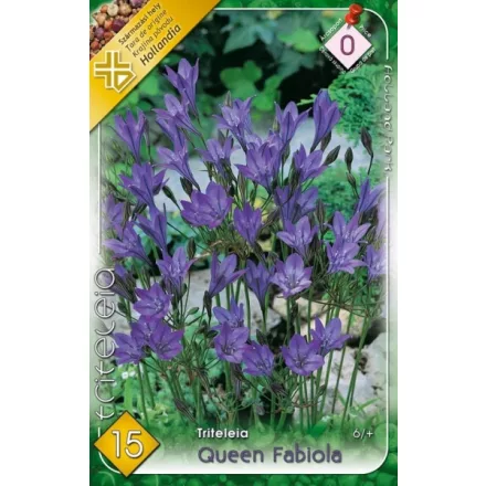 Csillaghagyma virághagyma, gumó, Triteleia Queen Fabiola