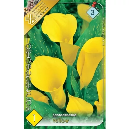 Kála virághagyma, gumó, Zantedeschia sárga