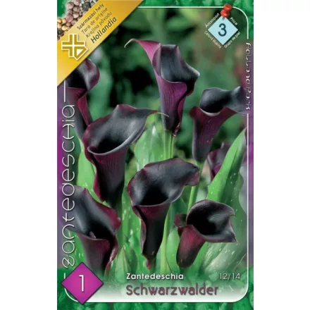 Kála virághagyma, gumó, Zantedeschia fekete