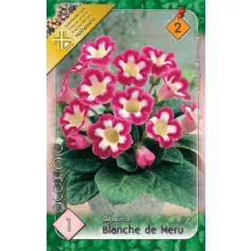 Gloxinia virághagyma, gumó, Blanche de Meru
