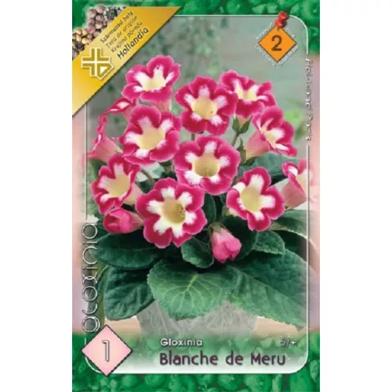Gloxinia virághagyma, gumó, Blanche de Meru