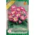 Gloxinia virághagyma, gumó, Blanche de Meru