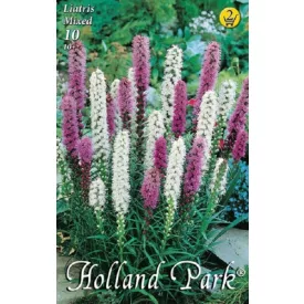 Füzéres Díszcsorba virághagyma, gumó, Liatris mixed