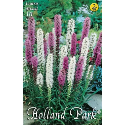 Füzéres Díszcsorba virághagyma, gumó, Liatris mixed