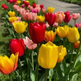 Tulipán