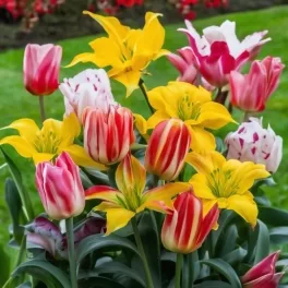 Tulipán Összes